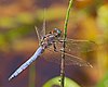 Orthetrum coerulescens