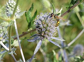 Beskrivelse av 20140701 Eryngium planum4.jpg-bildet.