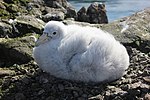 Миниатюра для Файл:2016-02-25 152354 giant petrels chick IMG 5972.jpg