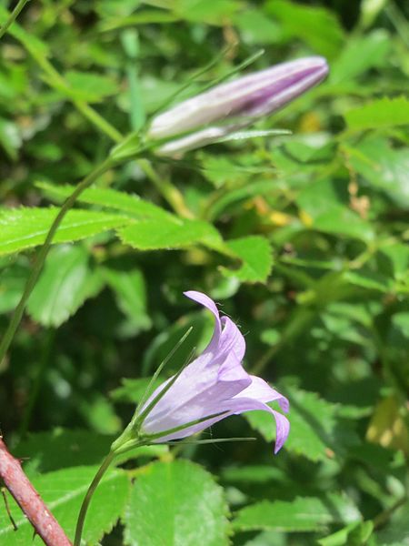 File:20170525Campanula rapunculus2.jpg