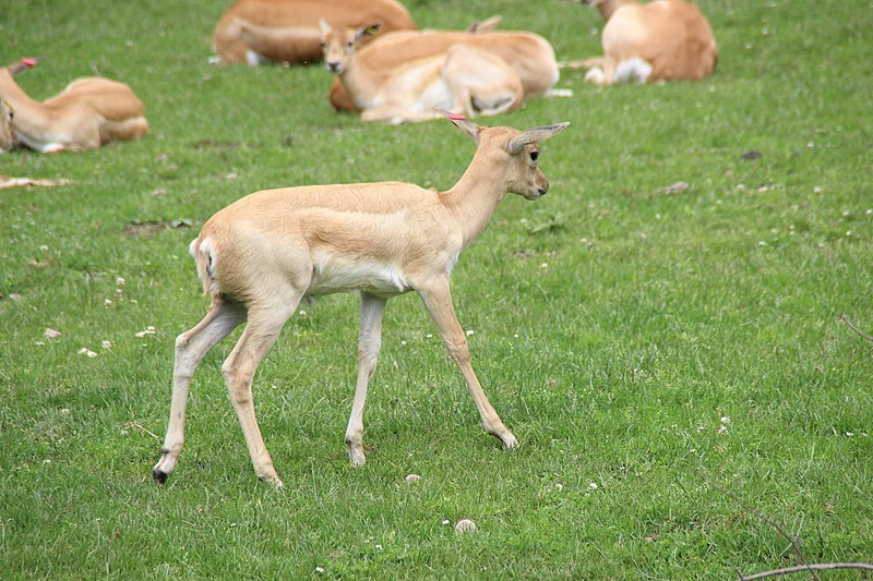 File:2021-07-08 Opel-Zoo 231.jpg