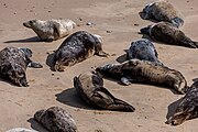 Seals at Horsey Dunes in Norfolk, United Kingdom.