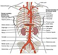 2124 Thoracic Abdominal Arteries.jpg