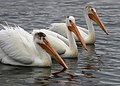 2643 white pelicans munsel odfw (50092168712).jpg