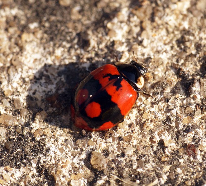 File:2 spot ladybird (Adalia bipunctata) (7392018428).jpg