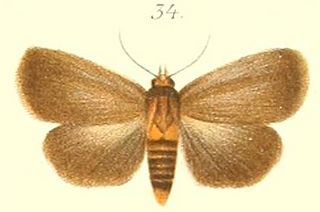 <i>Sympis ochreobasis</i> Species of moth