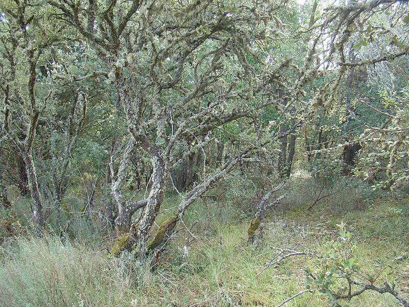 File:36 Castromonte Embalse Santa Espina Vegetacion Lou.jpg