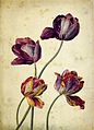 Gvaš nepoznatog autora, Četiri tulipana. Stilski odudara od Slavinog načina akvareliranja.