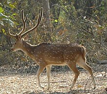 A spotted deer in the Nawabganj Bird Sanctuary. 591 Spotted-Deer.jpg