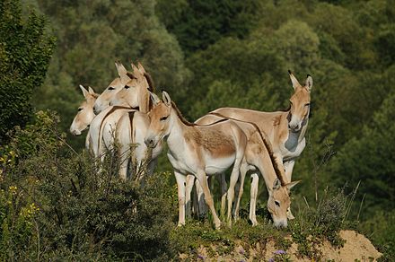A group of onagers