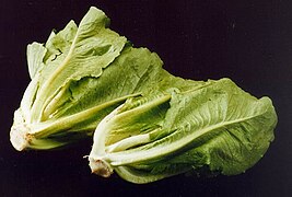 Romaine Lettuce (Lactuca sativa var. longifolia)