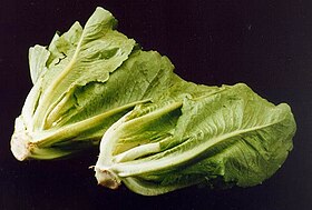 ARS romaine lettuce.jpg