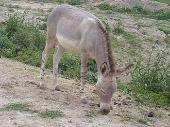 Ane. Дикий Африканский осел. Ослы непарнокопытные. Equus africanus somaliensis.