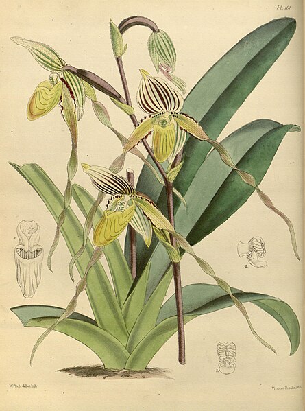 File:A second century of orchidaceous plants (Pl 101) BHL35712682.jpg