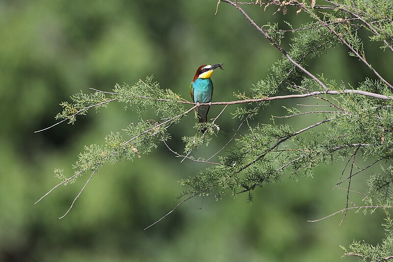 File:Abelharuco (Merops apiaster) (52968887829).jpg