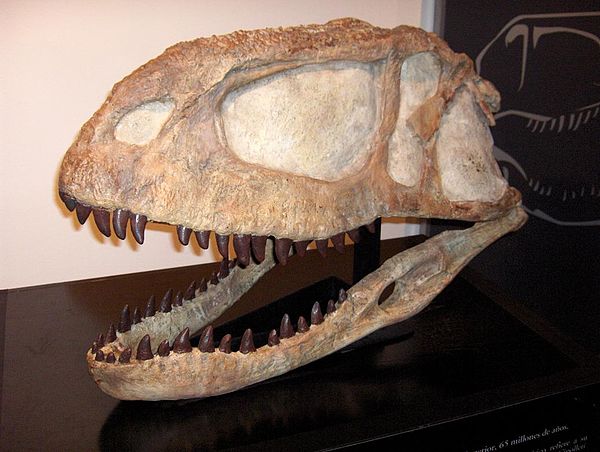 Skull of Abelisaurus.