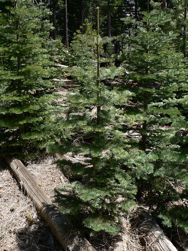 File:Abies_concolor_08317.JPG