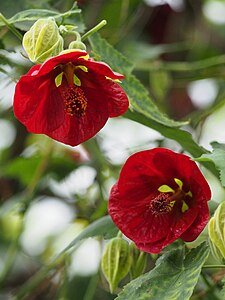 Abutilon × hybridum, Zaślaz mieszańcowy, 2023-10-31