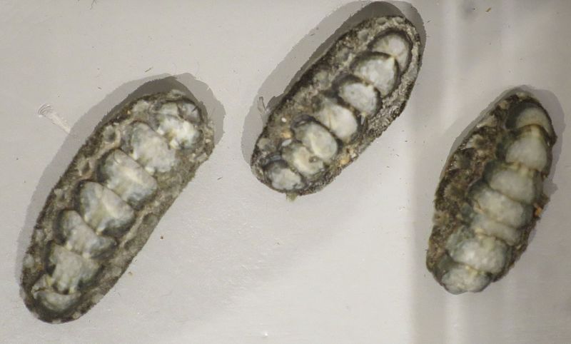 File:Acanthochiton viridis, Lyman House Memorial Museum.JPG