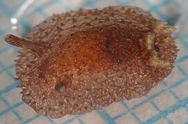 Acanthodoris pilosa-s.jpg