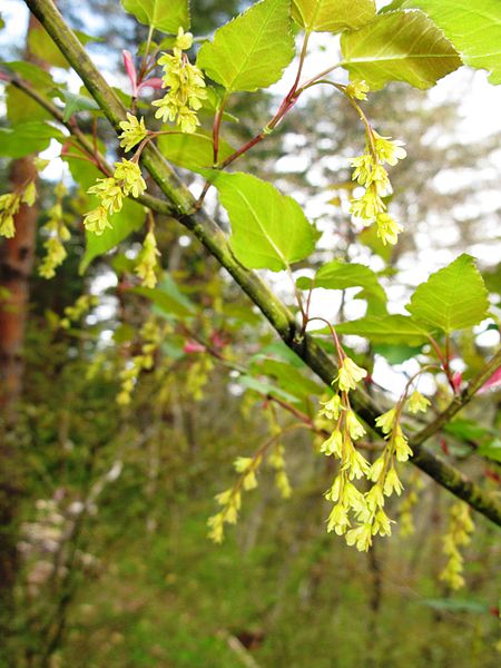 Tập_tin:Acer_crataegifolium_1.JPG