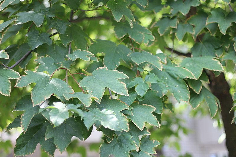 File:Acer pseudoplatanus - Javor (2).jpg