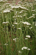 Achillea collina üçün miniatür