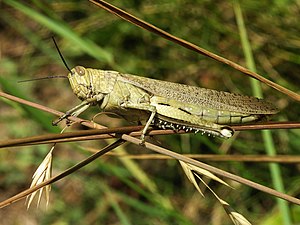 Desert locust (Schistocerca gregaria)