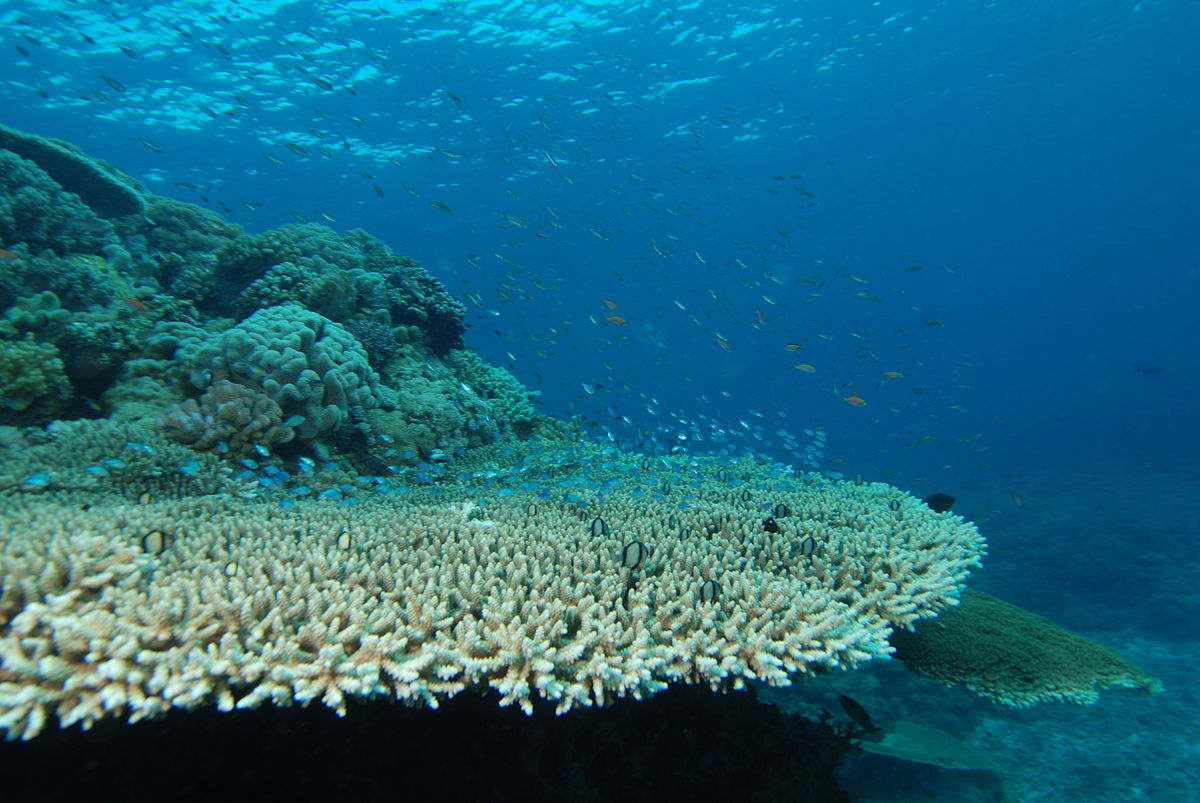 Coral reef - Wikipedia