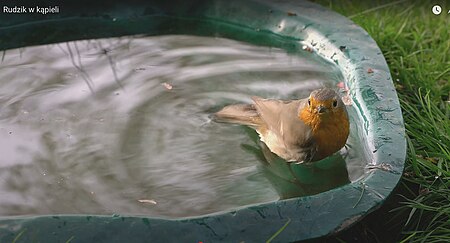 Rudzik w kąpieli The robin in the bath