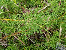 Adenanthos pungens ssp. effusus. AdenanthosPungens sspEffusus PerthBG-20171218-1.jpg