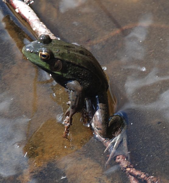 File:Adirondacks - Northern Green Frog - 08.JPG