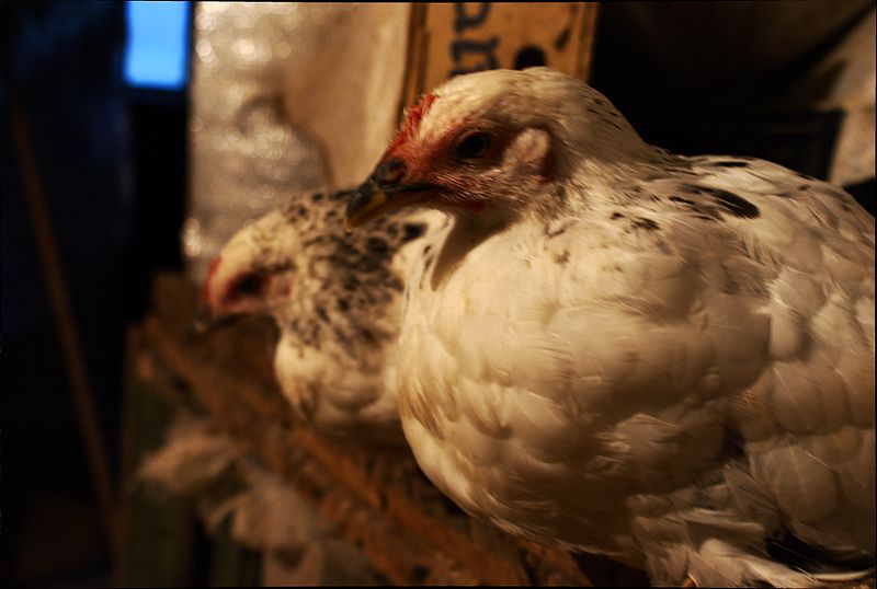 File:Adlerian silver chicks preparing to sleep indoor (3 months old) 1.jpg