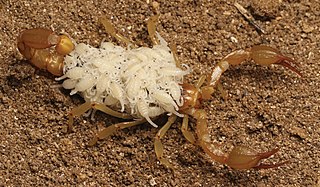 <i>Paruroctonus soda</i> Species of scorpion