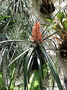 Aechmea polyantha