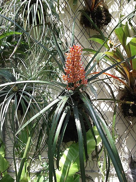 File:Aechmea polyantha - Kew 1.jpg