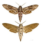 Agrius convolvuli (Convolvulus Hawk-moth), mounted specimen