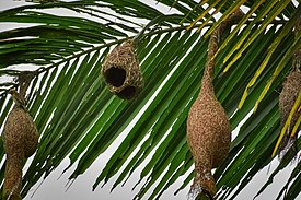 Aktivitas dan Sarang burung tempoa