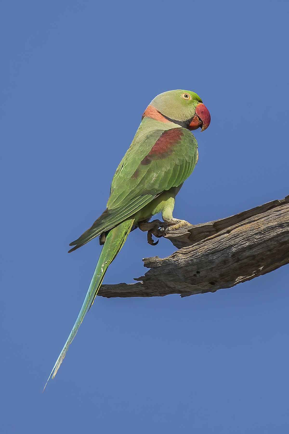 indian green parrot bird