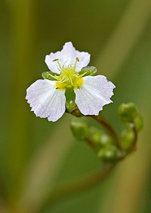 Alisma Plantago-Aquatica ile ilgili gÃ¶rsel sonucu