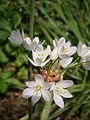 Allium roseum inflorescence