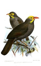 Két barna madár festése sárgával az arcán és a fején, valamint narancssárga csőrrel