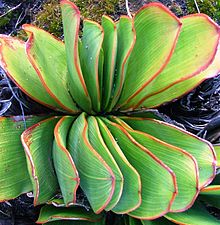 Lidah haemanthifolia dari Western Cape puncak gunung Afrika Selatan 6.JPG