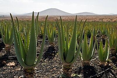 Perkebunan lidah buaya di Fuerteventura, Kepulauan Canaria, Spanyol.