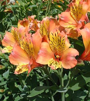 Lírio inca (híbrido de Alstroemeria aurea) cultivar 'Saturne'