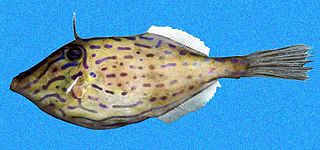 <i>Aluterus heudelotii</i> Species of fish