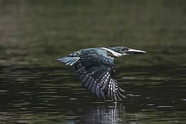 Chloroceryle amazona (Amazon kingfisher) male in flight, showing wing upperside