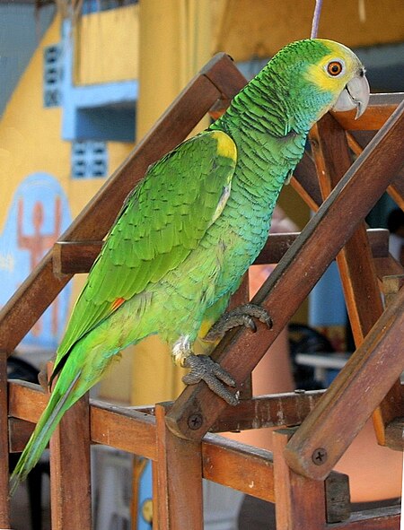 Amazona_barbadensis