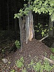 Myrstack av röda skogsmyror i skogen