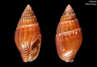 <i>Anachis delamarrei</i> Species of gastropod